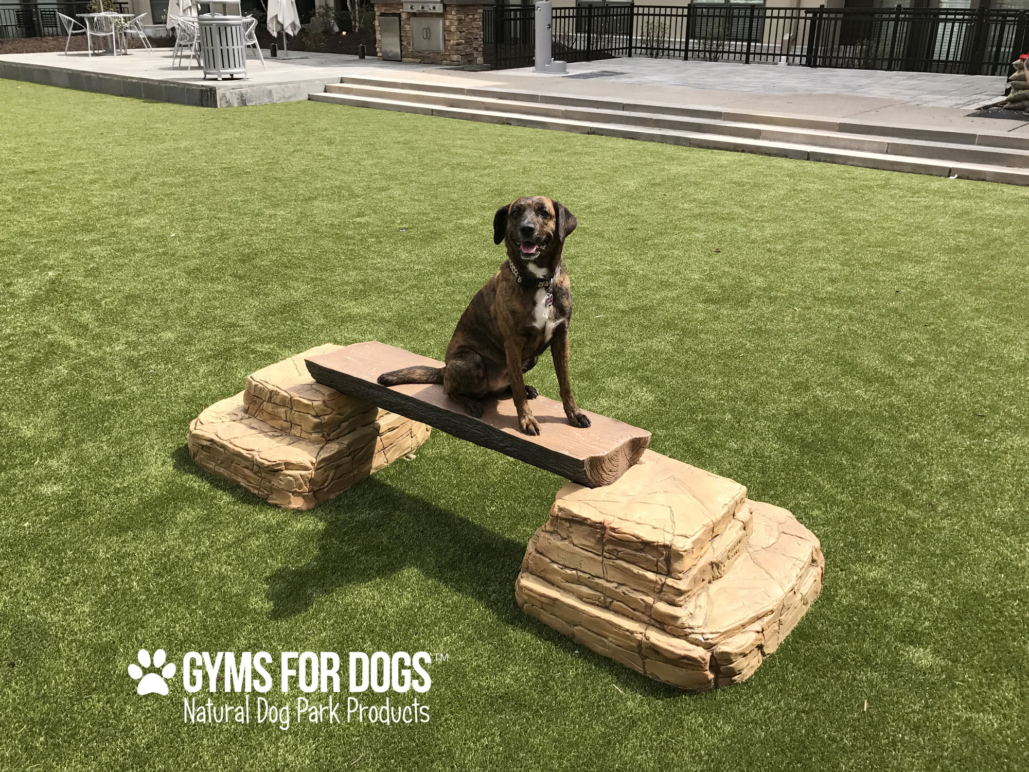 Top Dog Open Gym Hours at Stephen Kong blog