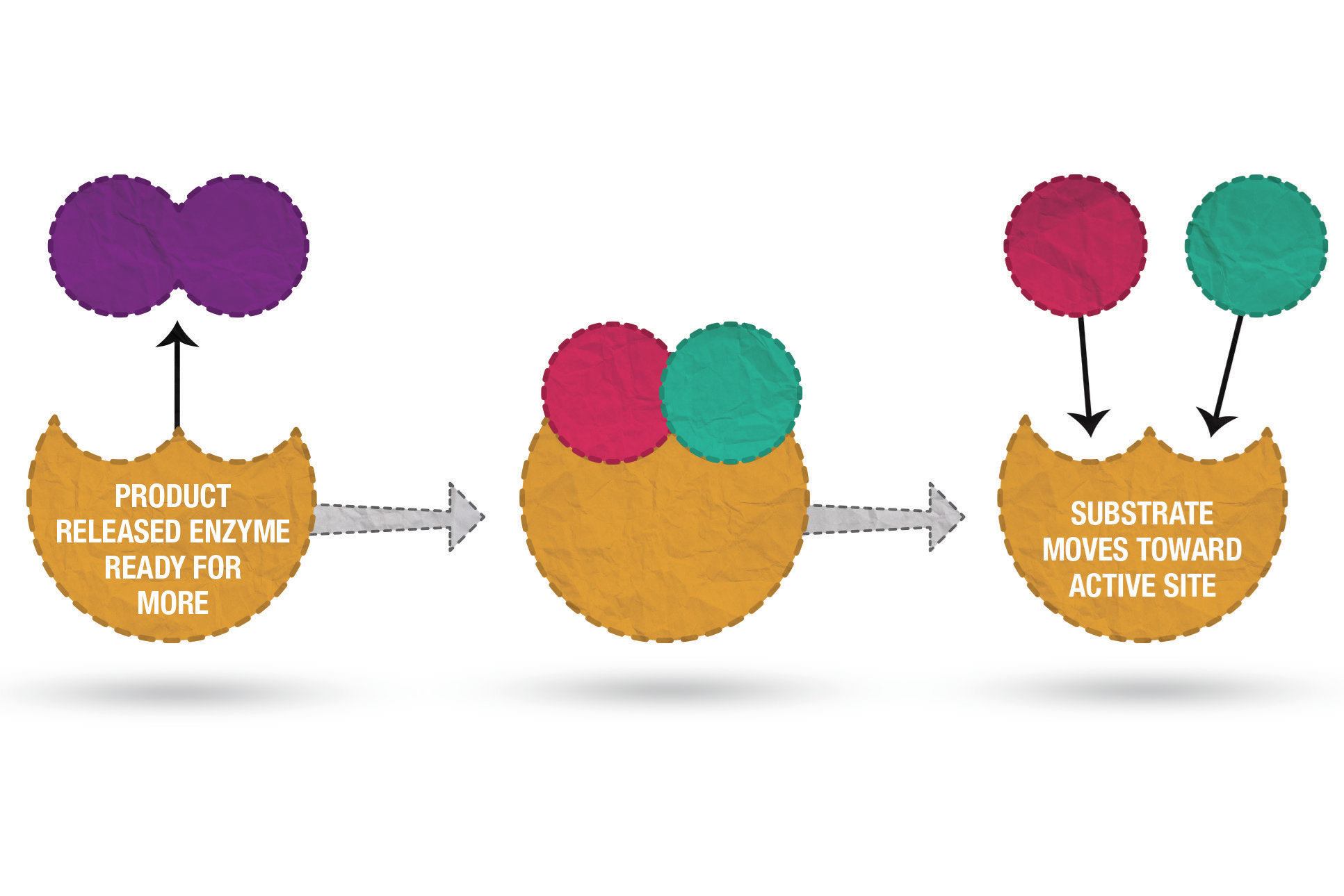 Using Enzymes & Phosphate Reducers in Pools Aquatics International