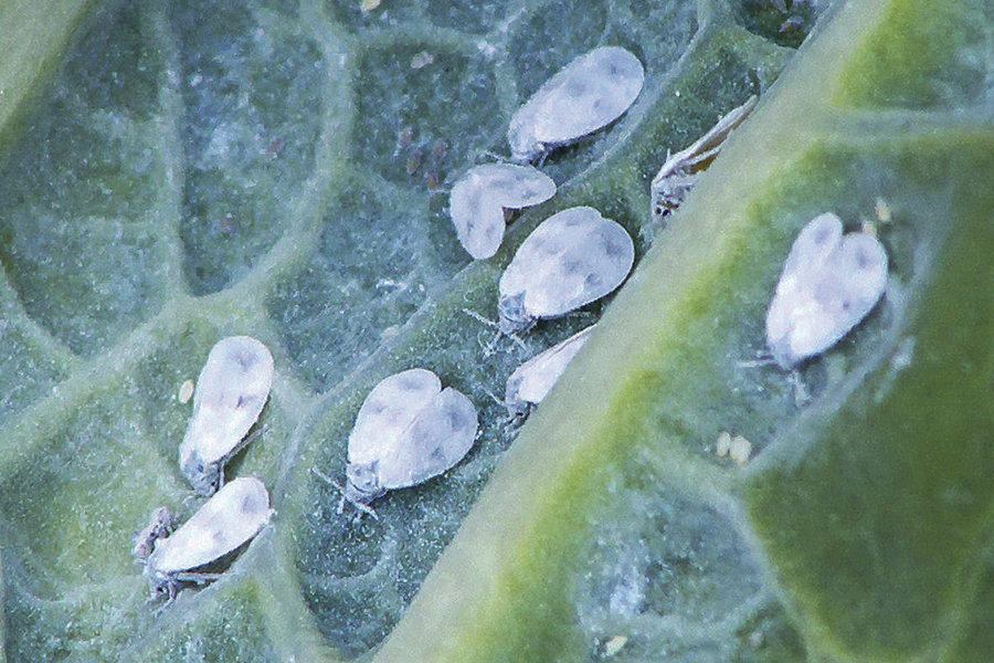 Whiteflies Moving into Central Florida Pool & Spa News