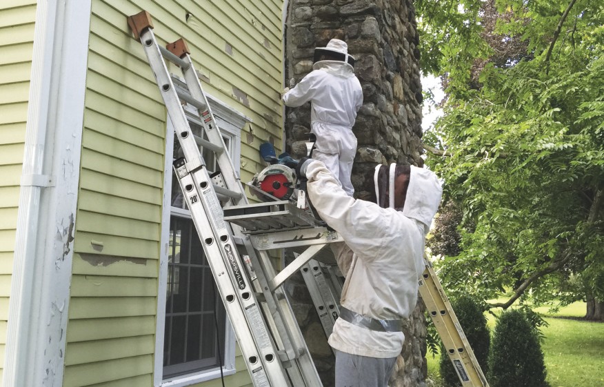 Honey Bee Rescue JLC Online