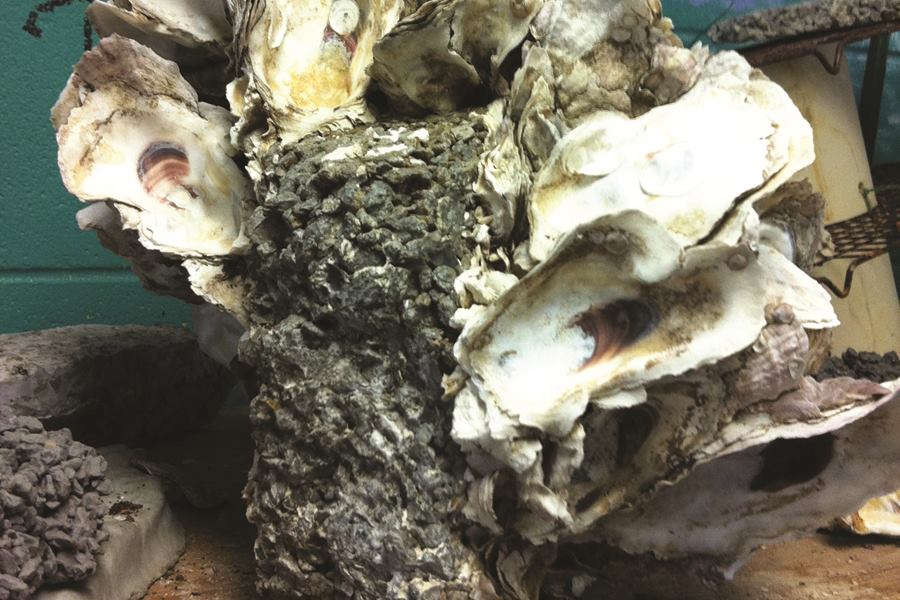 Oysters for Shoreline Control Public Works Magazine Concrete