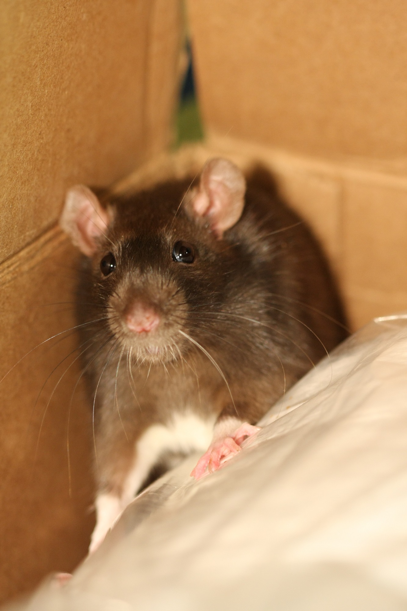 5 Things Residents Need to Know About Pests | Multifamily Executive ...