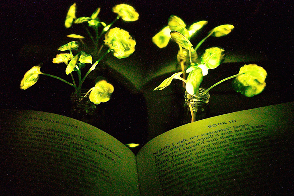 MIT Engineers Create Glowing Plants Architect Magazine