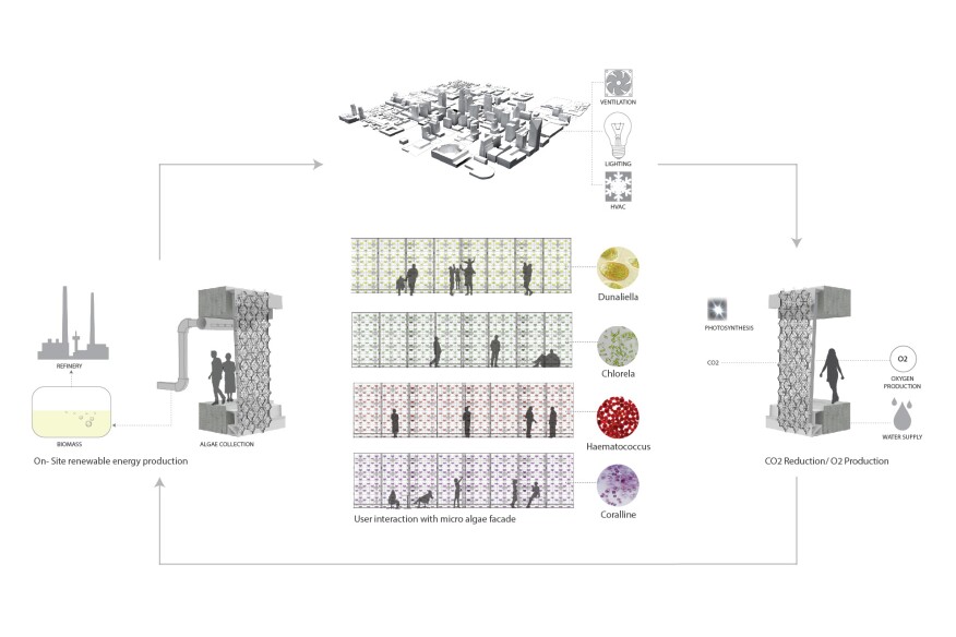 Lifecycle of Microalgae Facades and User Interactive Design