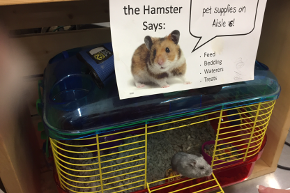 Kimmy the Hamster, a featured pet in residence at Pacific Building Center, Blaine, Wash.