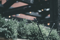 Beyond Green: From Sustainability to Regenerative Housing
