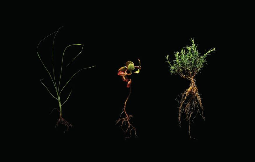 In KieranTimberlake's extensive survey of roof gardens, it identified species that were planned, had thrived, or were rogue (l to r, respectively): prairie dropseed (Sporobulis heterolepsis); two-row stonecrop (Sedum spurium fuldaglut); moss pink, pink phlox (Phlox subulata)