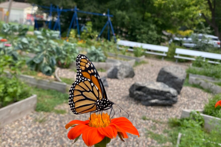 At a North Minneapolis community garden, a monarch rests against a backdrop of crops and obsidian boulders.