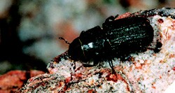 From file "024_pss" entitled "PWbeetle.qxd" page 01