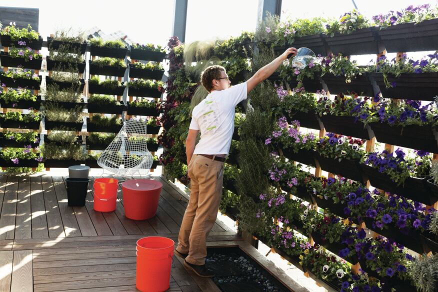A student waters the vertical garden in UrbanEden, UNC Charlotte’s house.