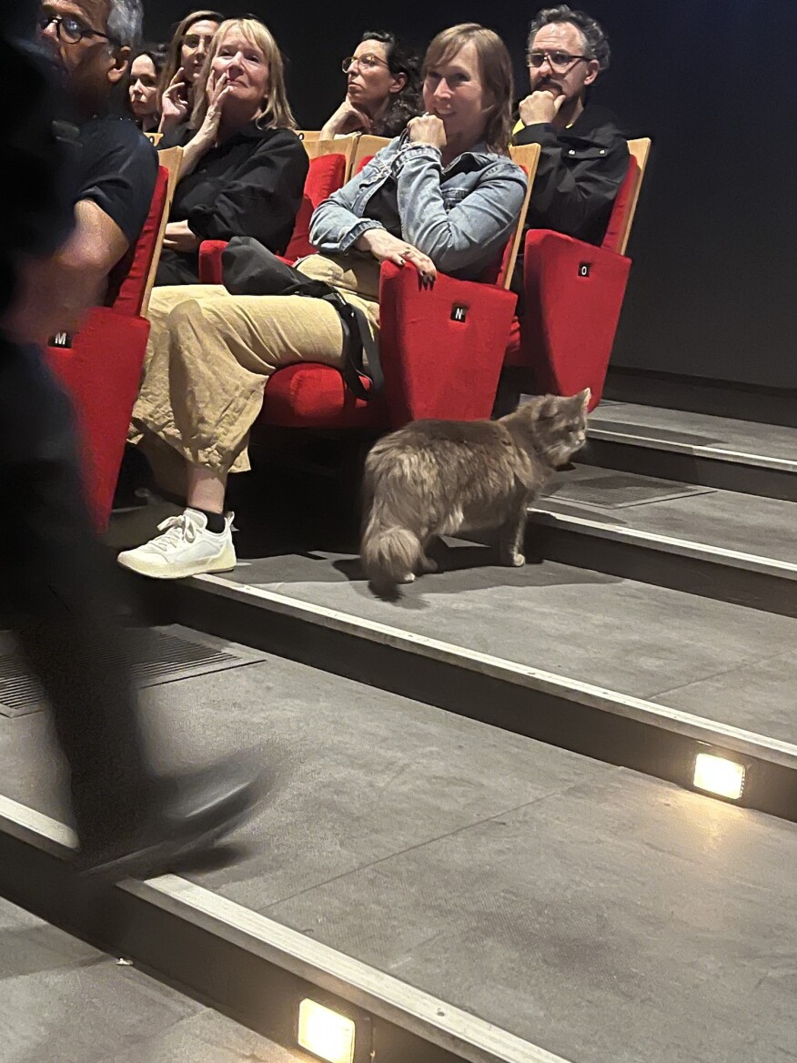 The cat evades capture.