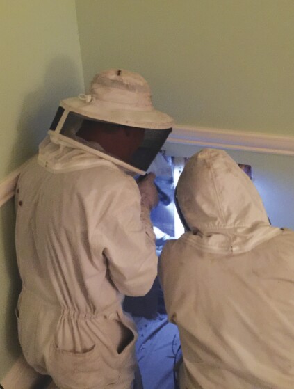 A 3-foot square of interior wall was removed to reveal the bees.