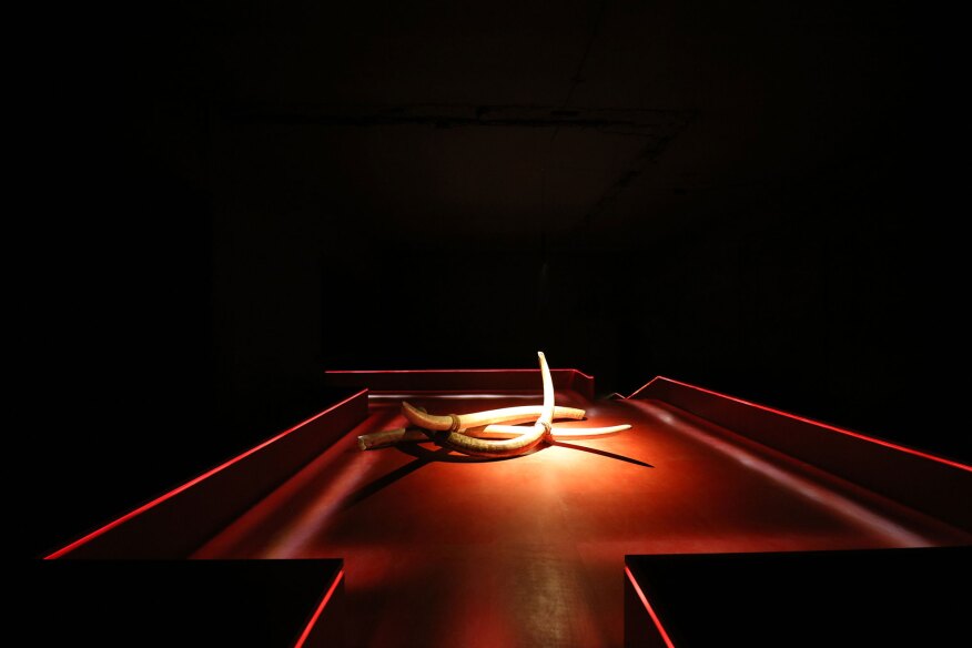 The final space in the exhibition features elephant and mammoth tusks, spotlight frm above to create a sense of drama.