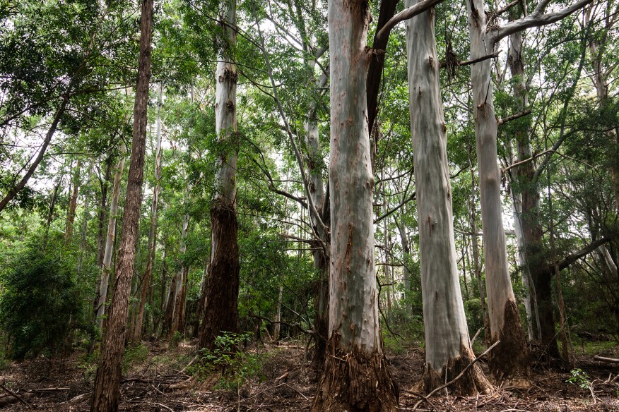 Kōke‘e timber management area