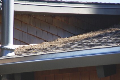 Debris piled up where combustible siding meets a roof can make a home vulnerable to wildfire.